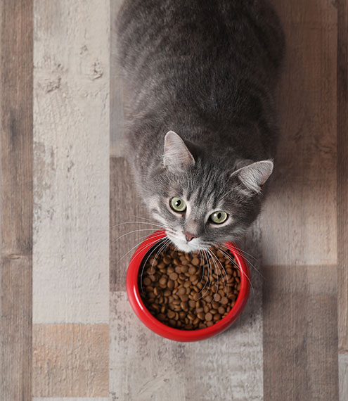 comportamiento de un gato sano