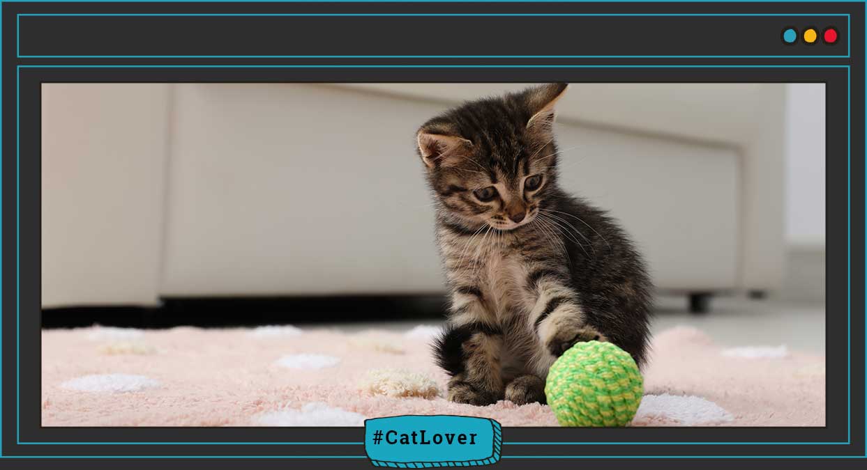 señales de que un gato está enfermo o sano