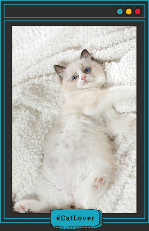 señales de alerta en gatos