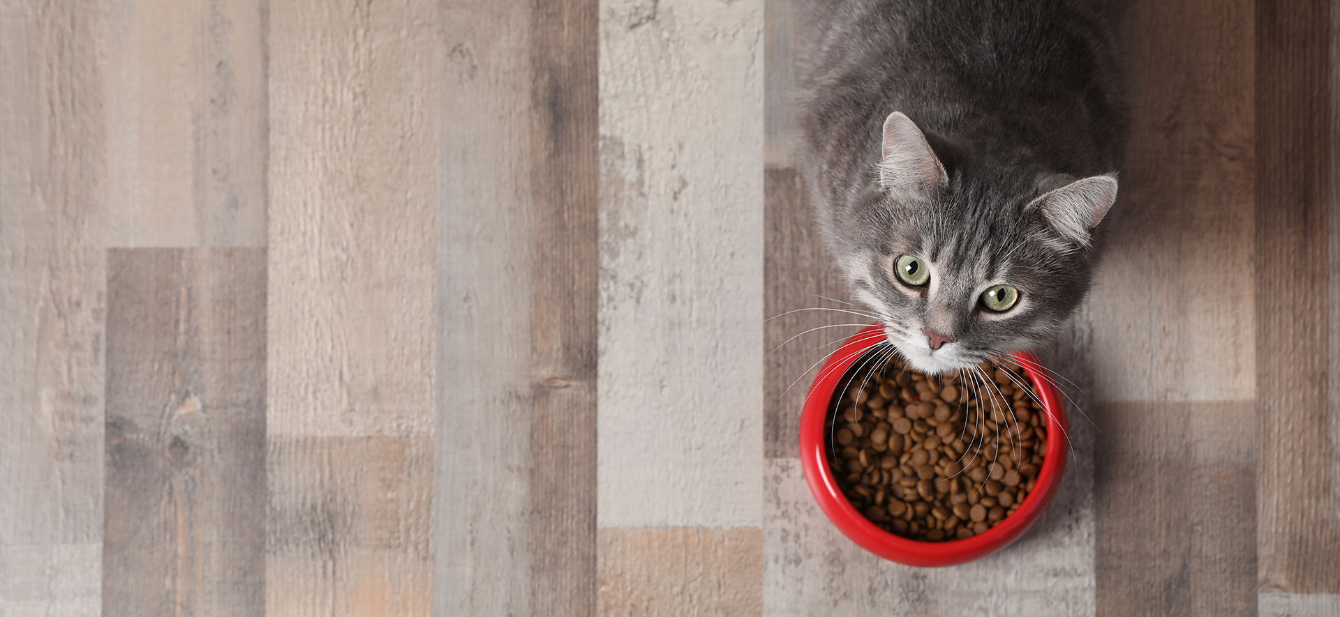 comportamiento de un gato sano
