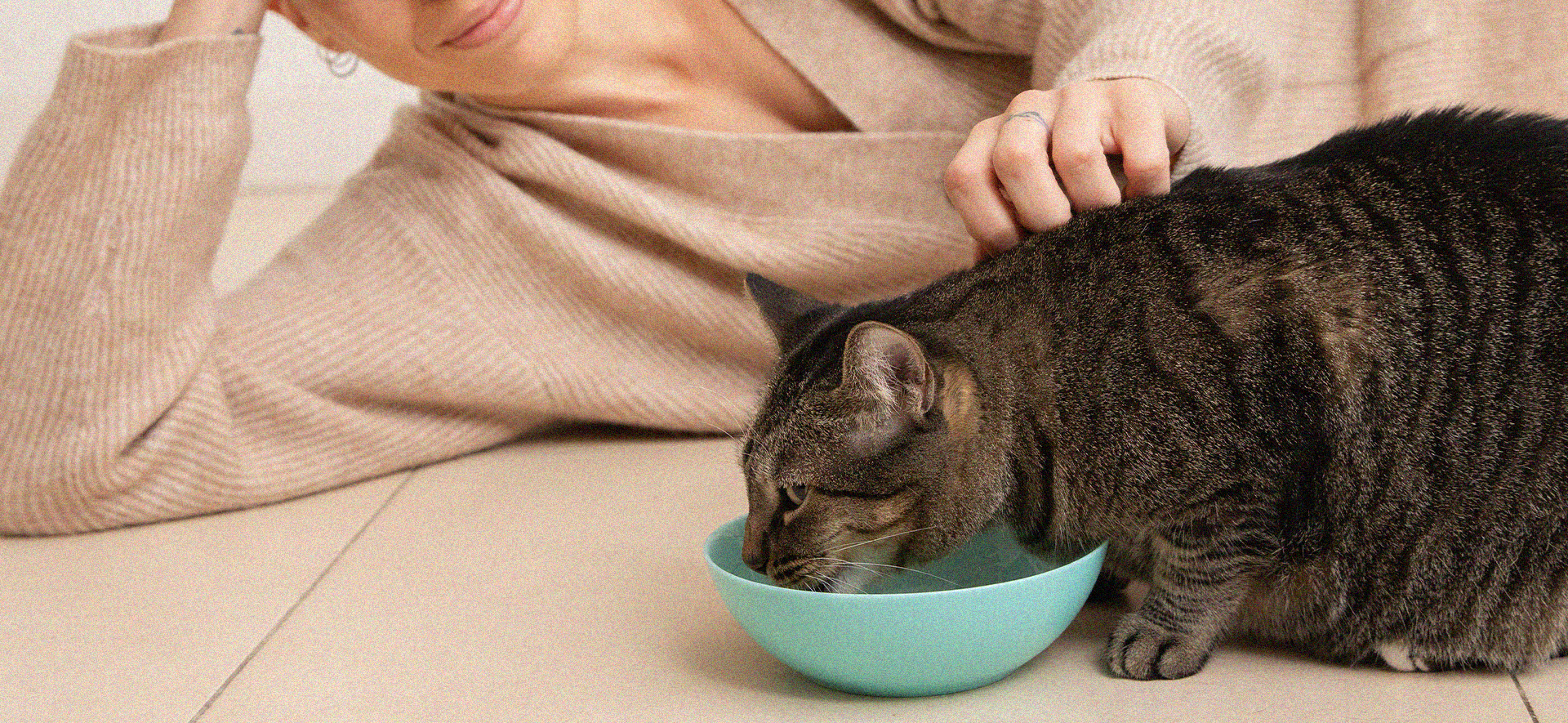 peligros de la comida humana para gatos