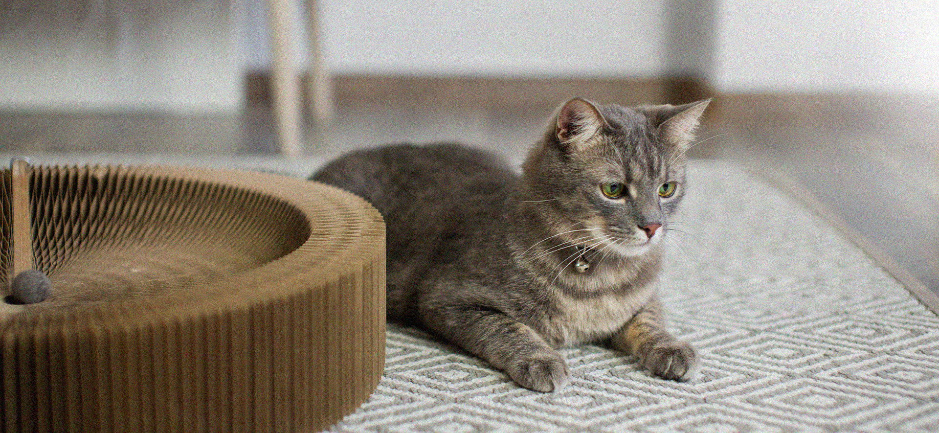 Cómo cambiar la dieta de un gato