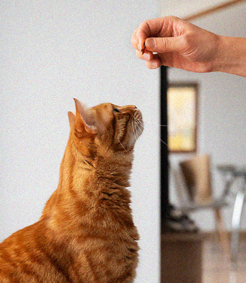 Guía de alimentación para gatos