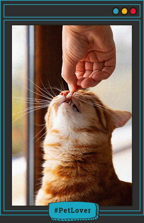 Dieta equilibrada para gatos