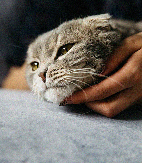 Enfermedades dentales en gatos