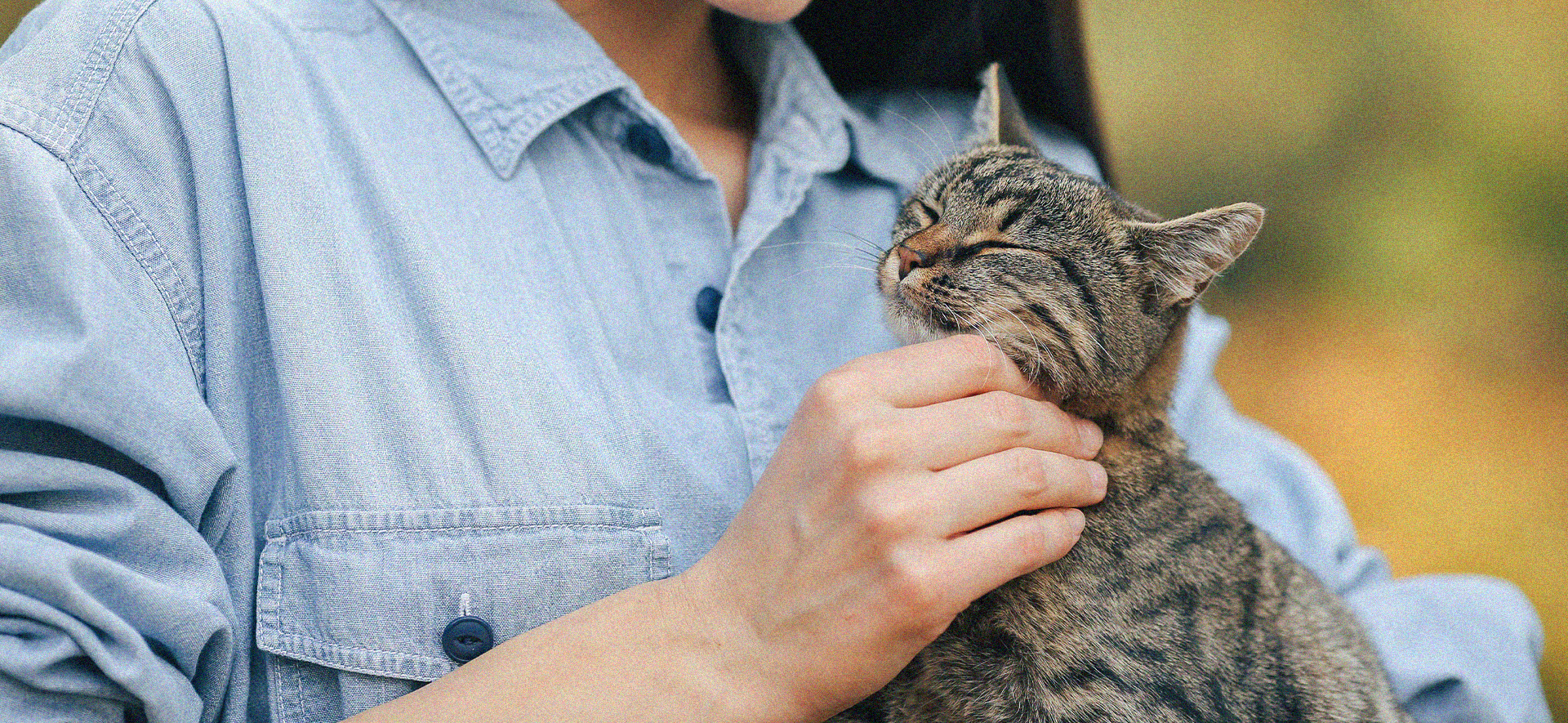 cómo hacer feliz a tu gato