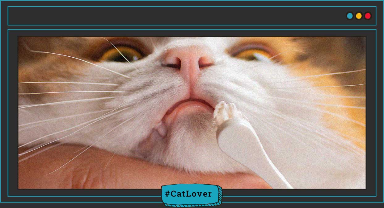 Cómo limpiar dientes de gatos