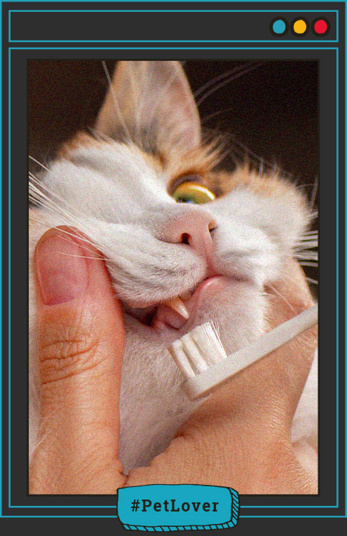 Higiene dental para gatos