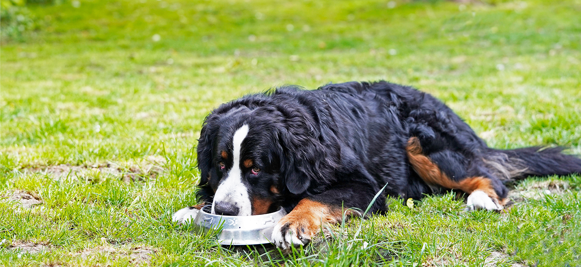 perro agresivo con la comida