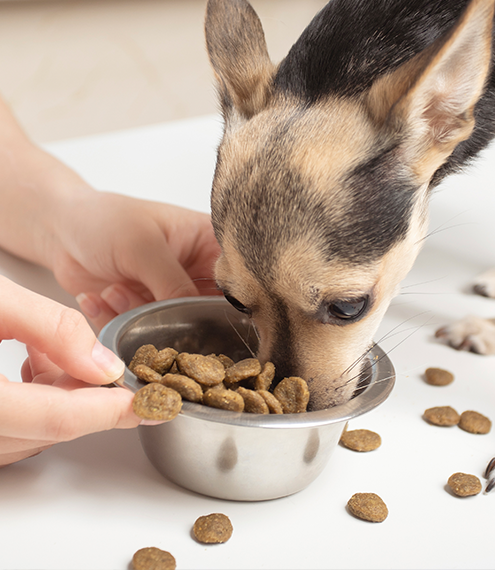 perro agresivo con la comida