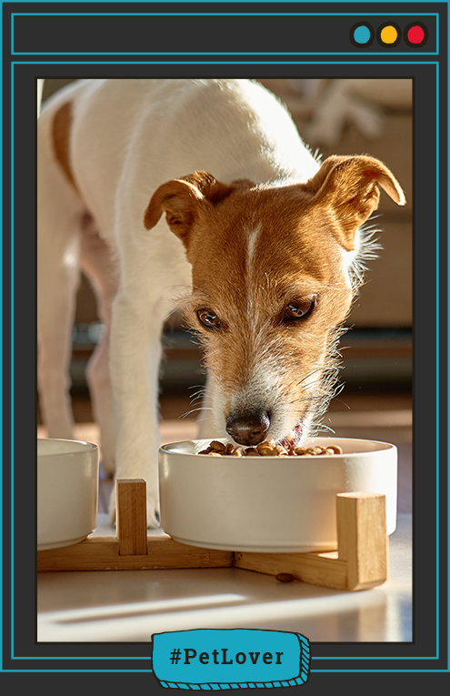 alimento húmedo y seco para perros