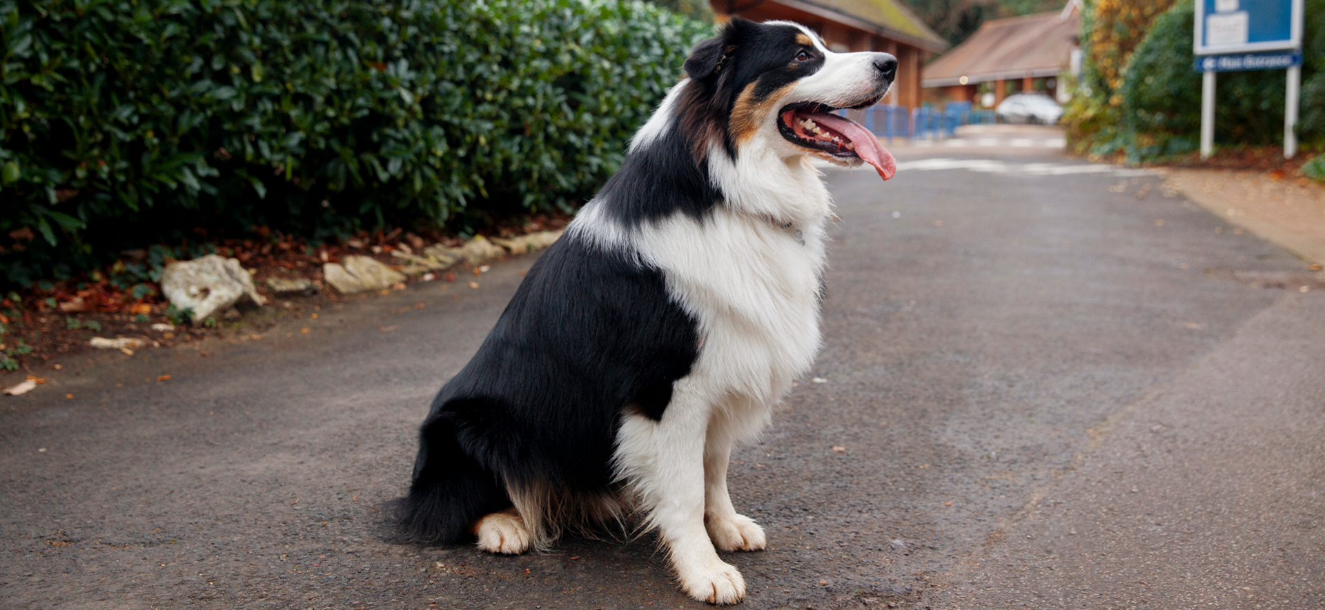 ¿Cómo saber si mi perro tiene artritis o artrosis?