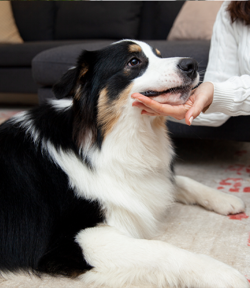 ¿Cómo saber si mi perro tiene artritis o artrosis?