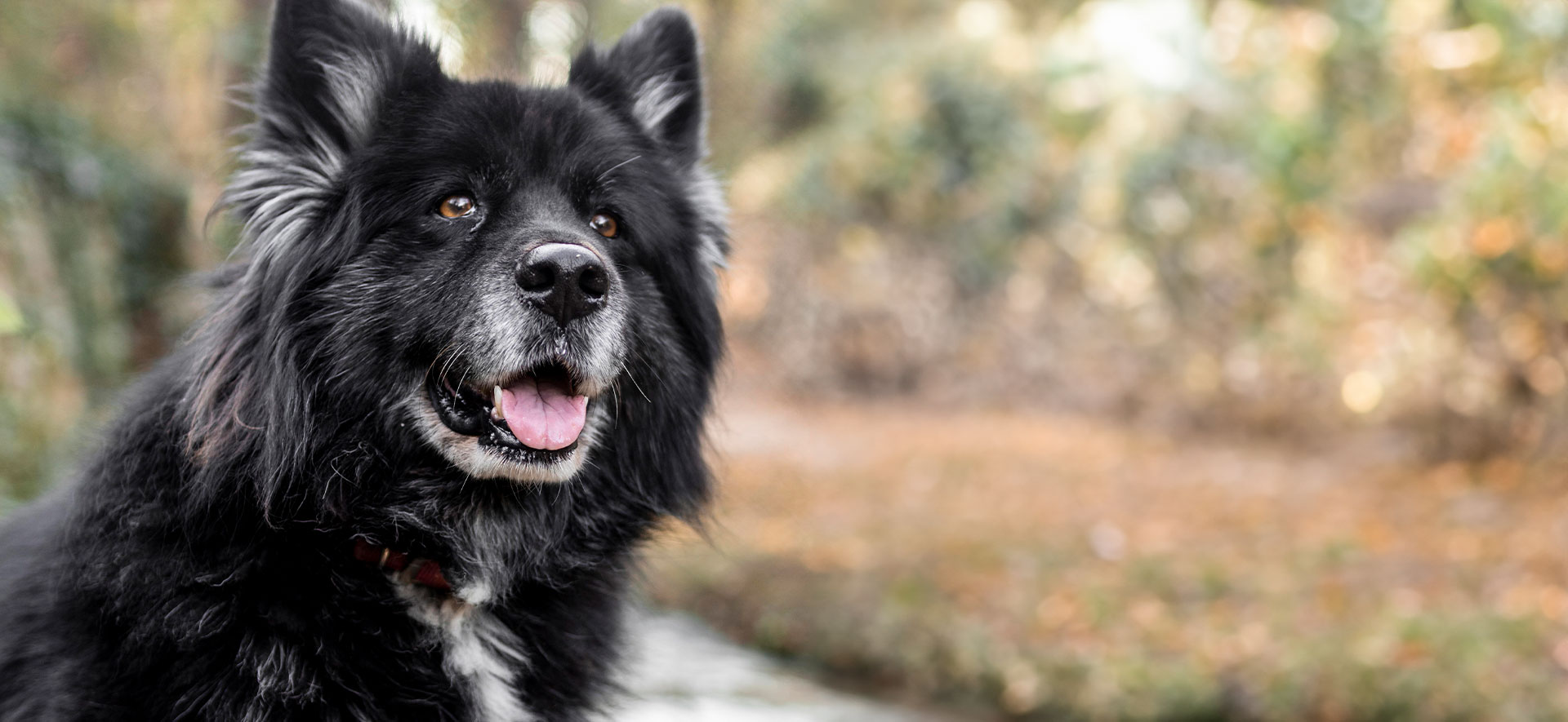 bienestar canino parques pet-friendly