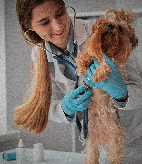 riesgos de cáncer mamario en perros