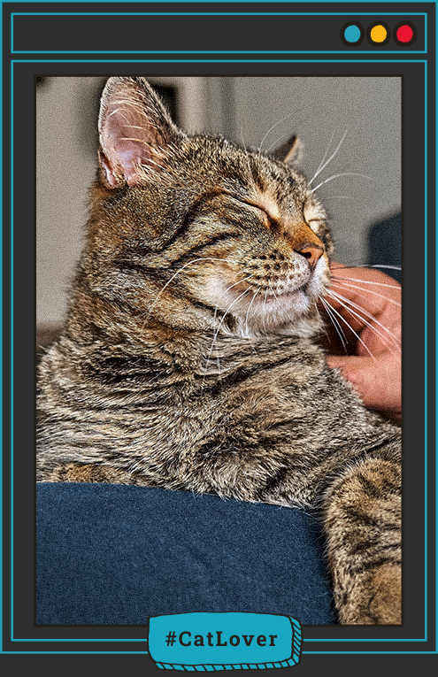 cómo saber si mi gato sufre de apego por separación