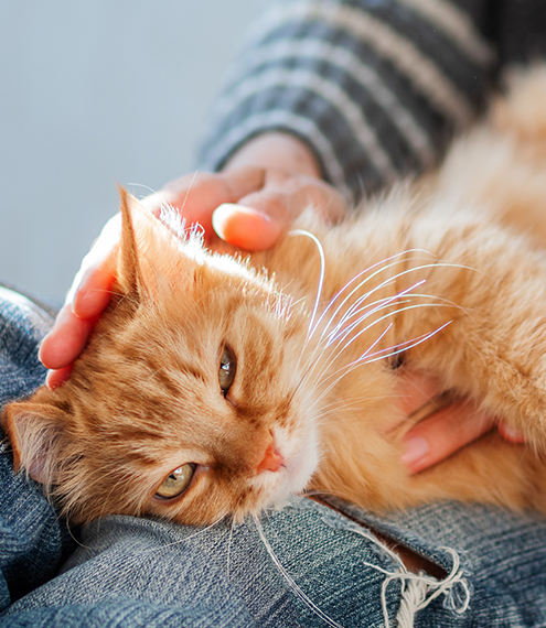 como tratar la ansiedad en gatos por apego