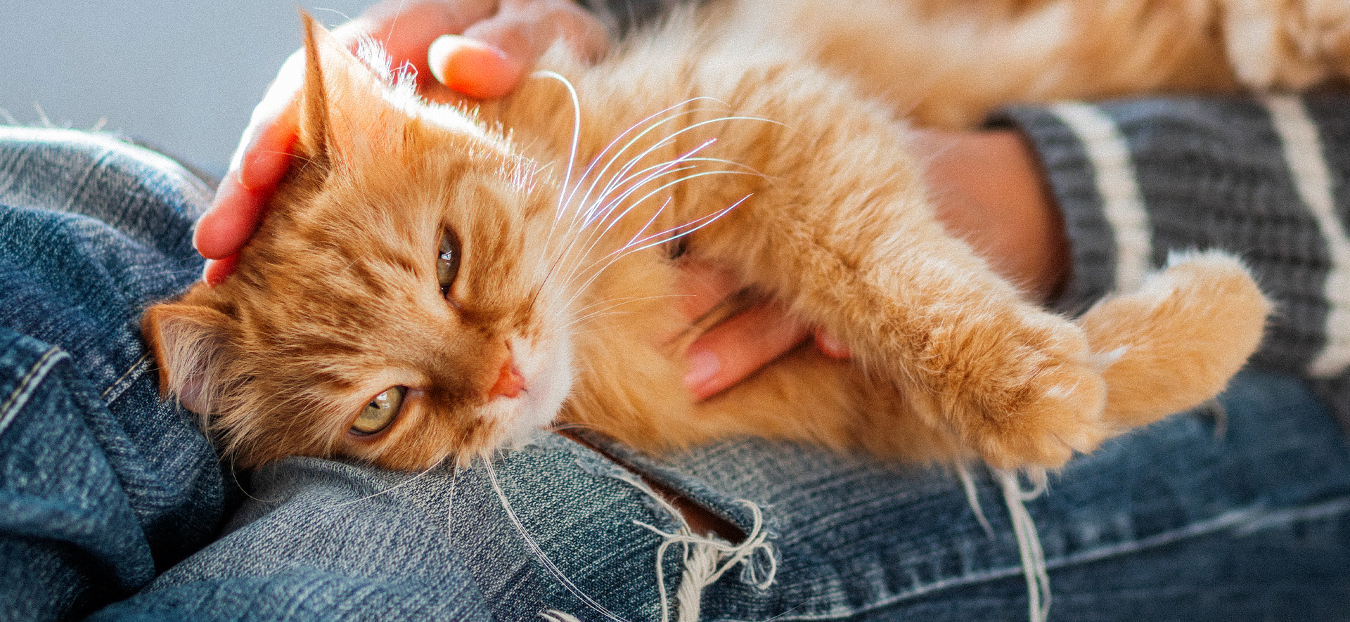 como tratar la ansiedad en gatos por apego