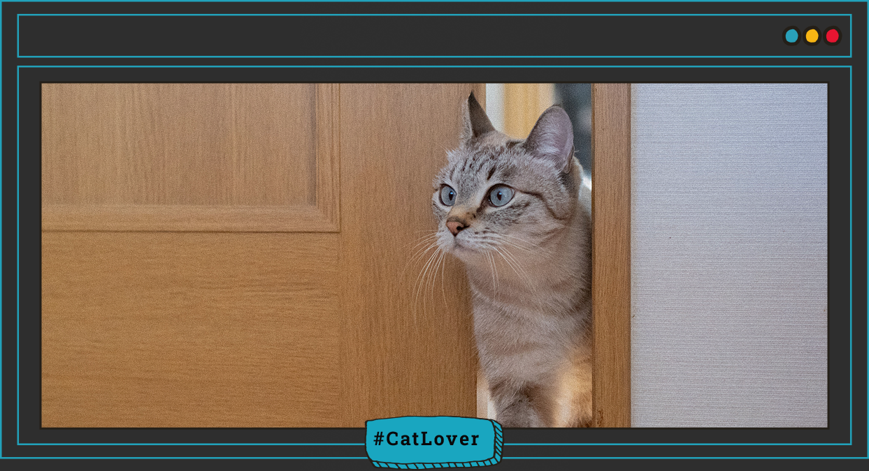 Cómo se le quita la ansiedad a un gato