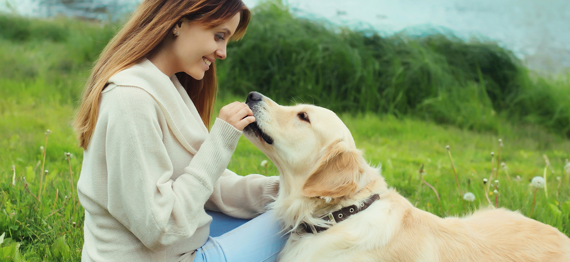  cómo cuidar la digestión de mi perro