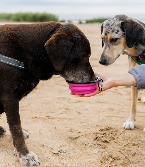  cómo cuidar la digestión de mi perro