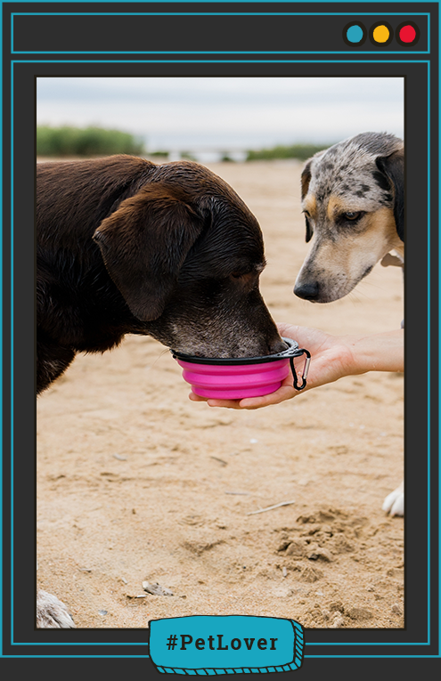  alimentación para perros en vacaciones