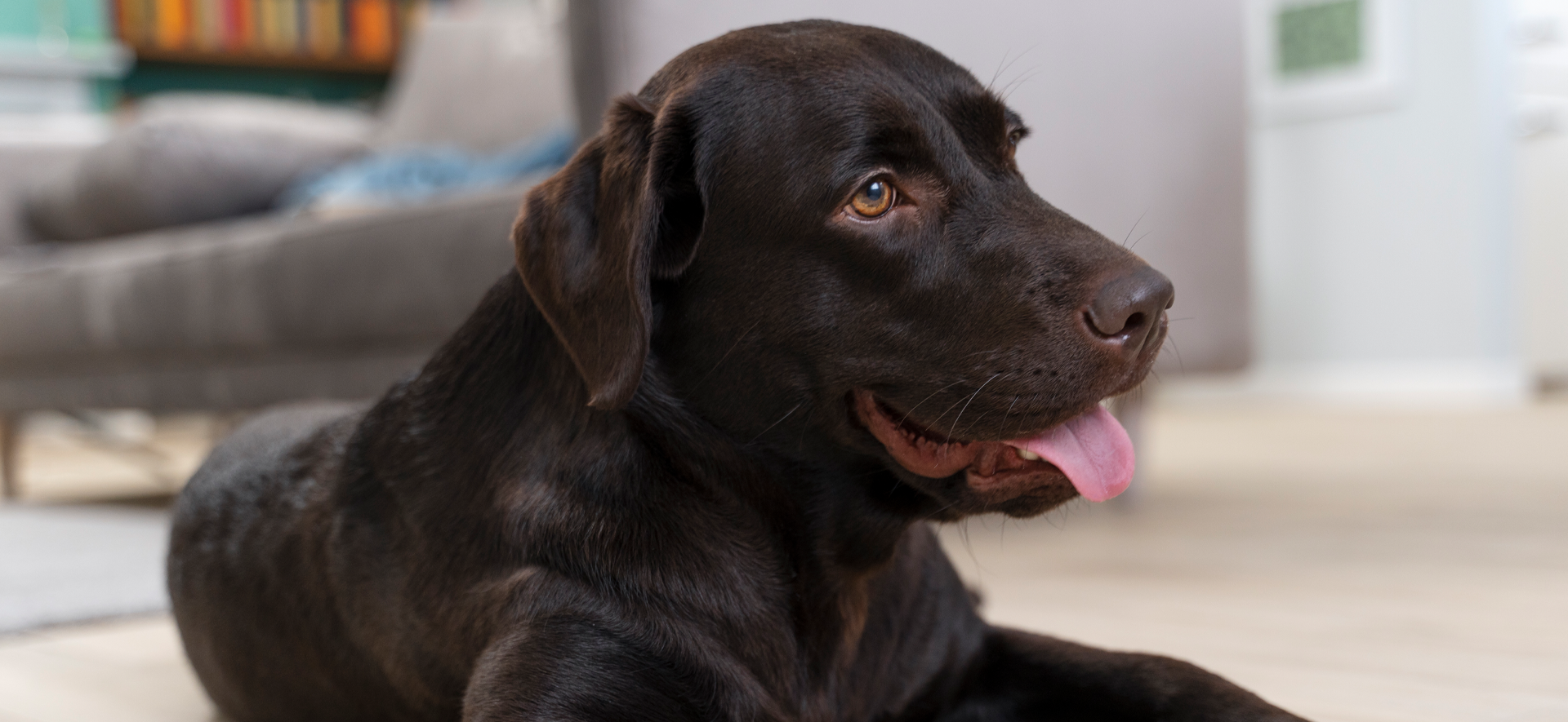 Riesgos de salud asociados con la obesidad en perros