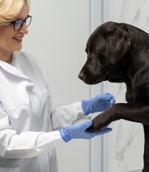 Riesgos de salud asociados con la obesidad en perros