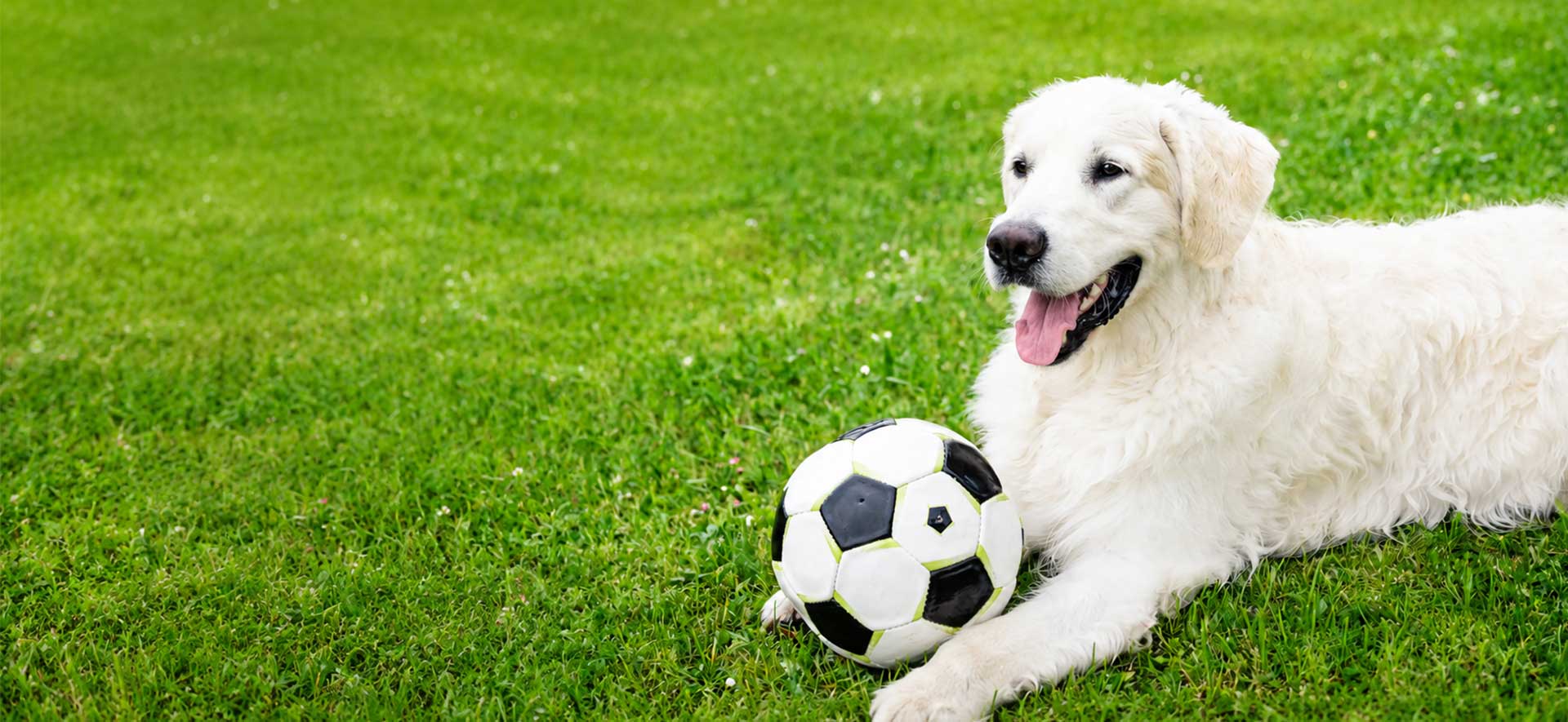 cómo cuidar a tu perro durante el Mundial