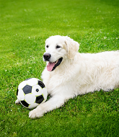 cómo cuidar a tu perro durante el Mundial