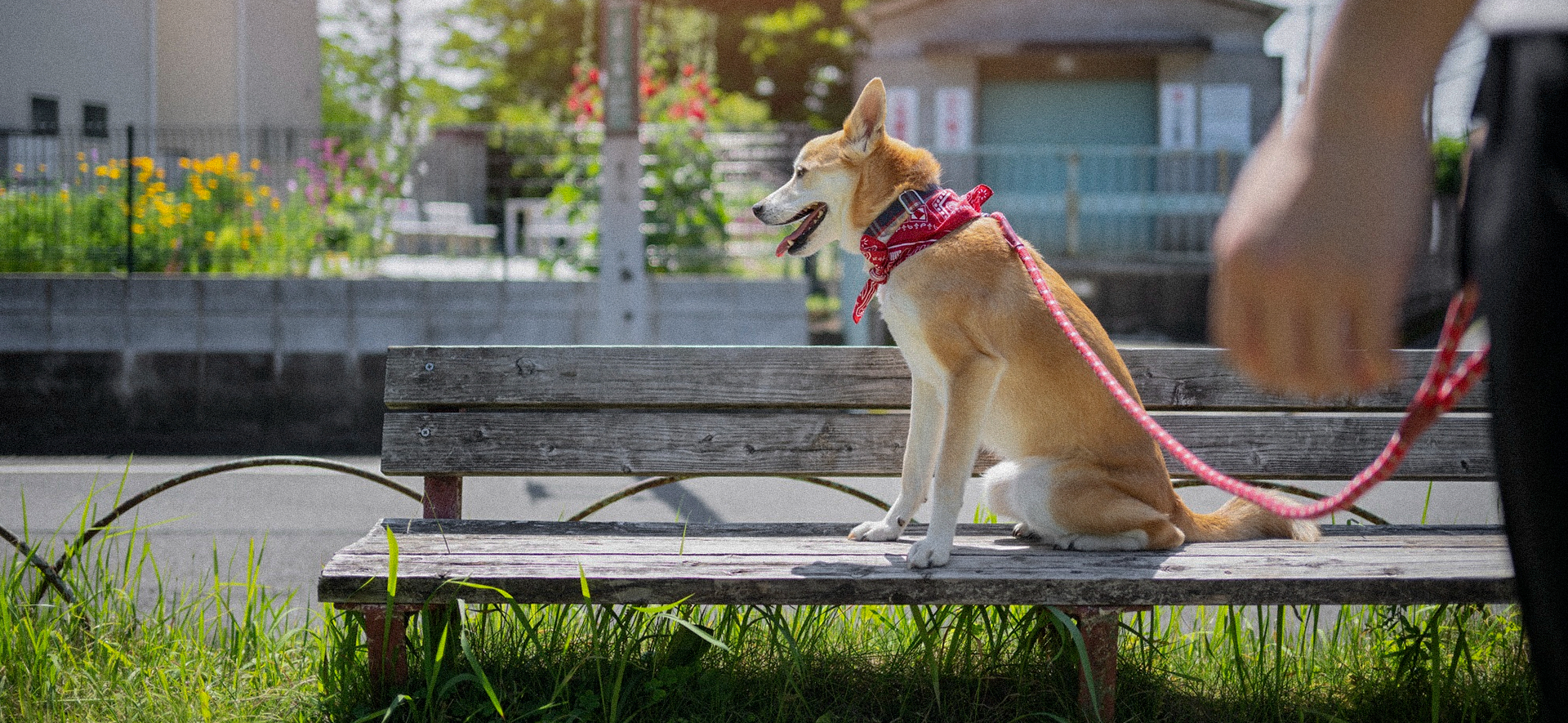 Comida húmeda para perros pequeños o grandes