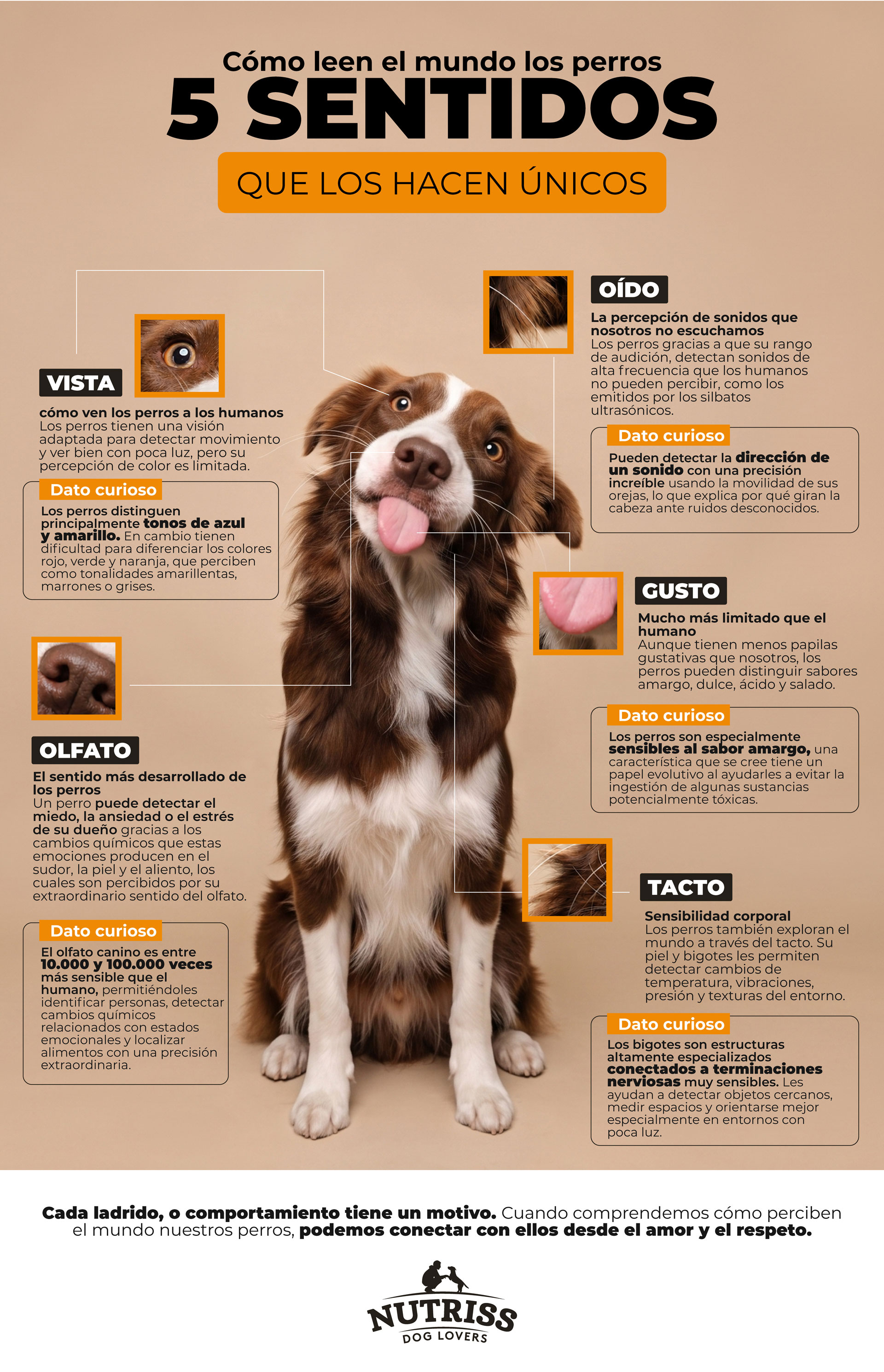 Cómo ven el mundo los perros