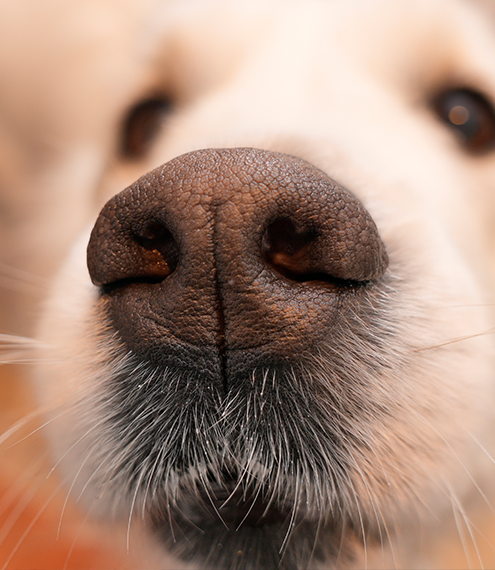 bienestar canino