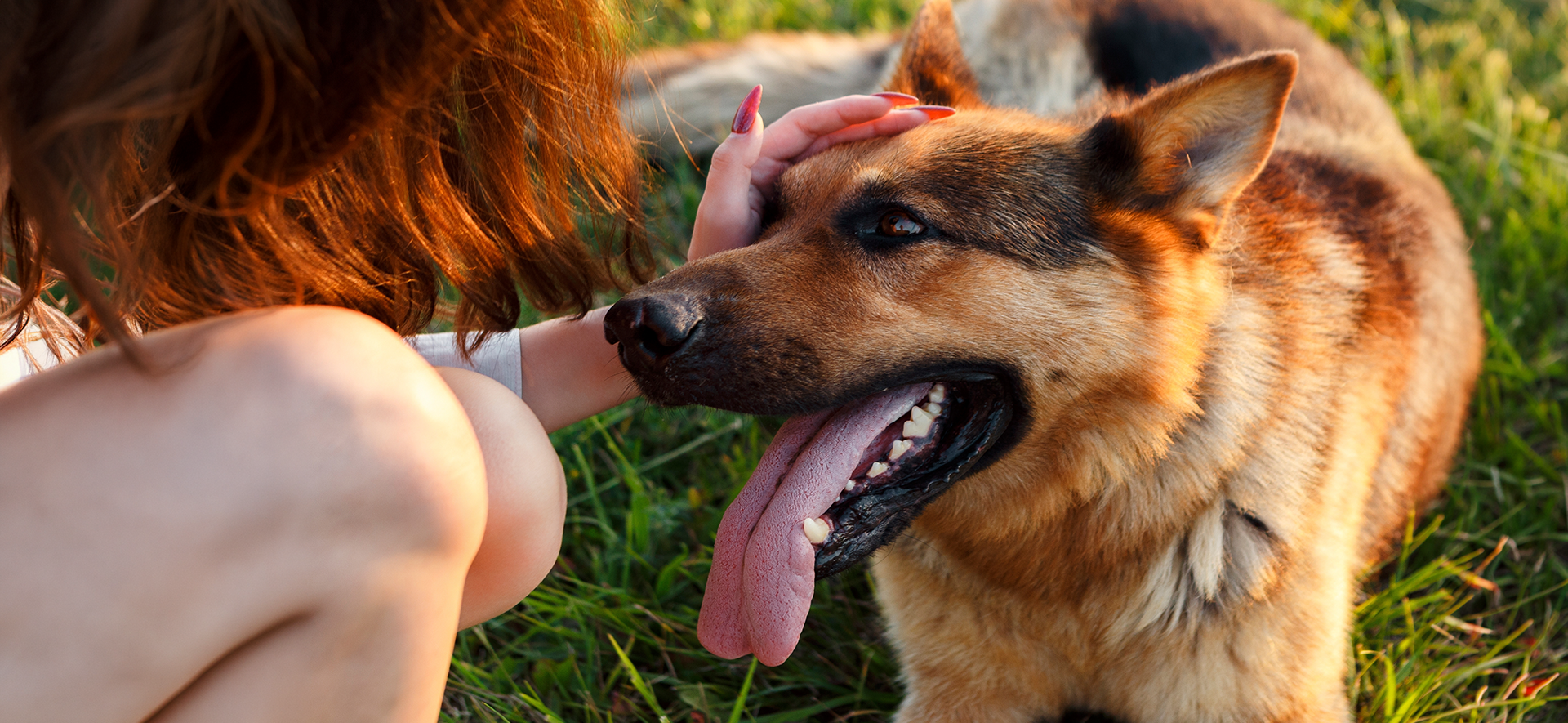 bienestar canino