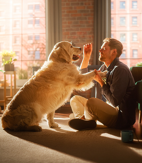 nutrición para perros