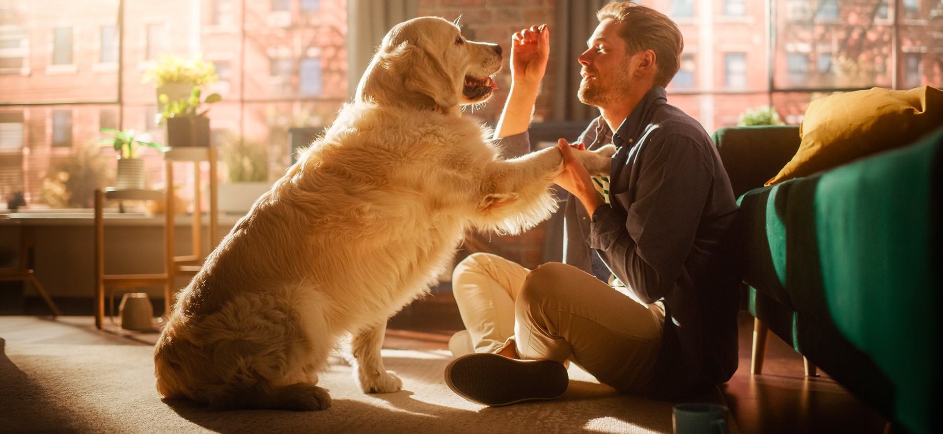 nutrición para perros