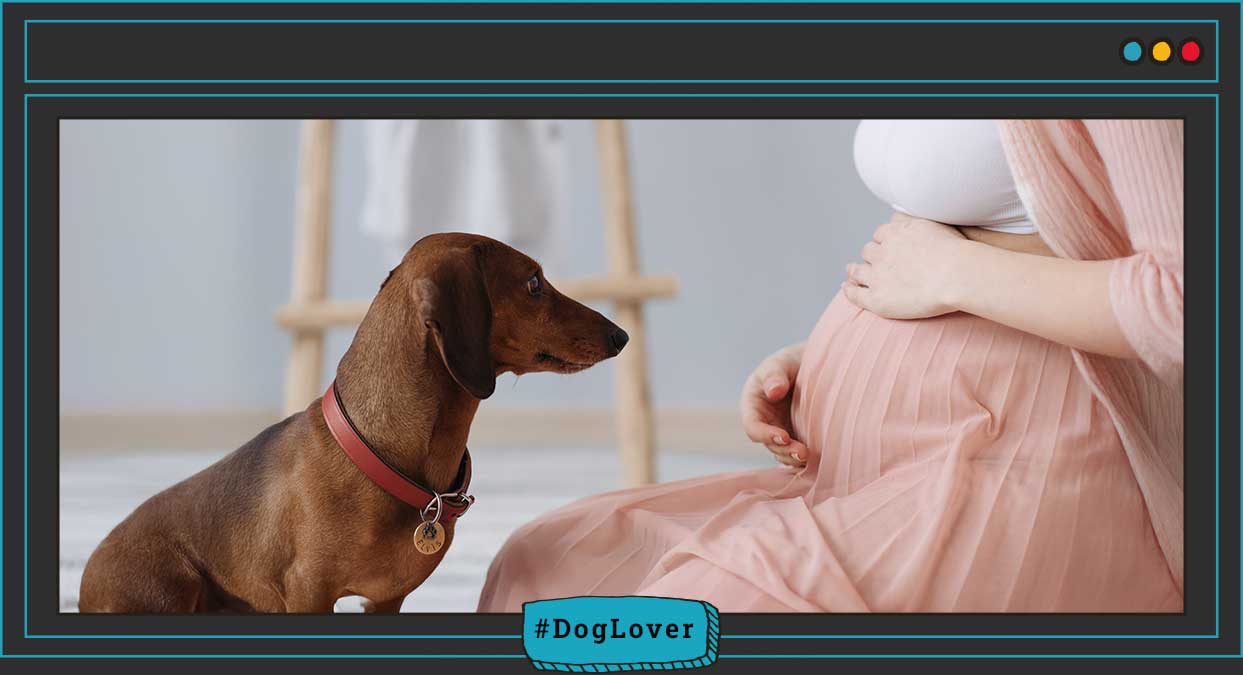  rutinas para perros con un nuevo bebé