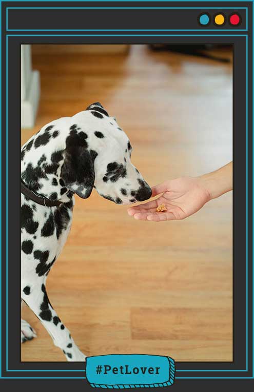 nutrición para perros en etapas de cambio