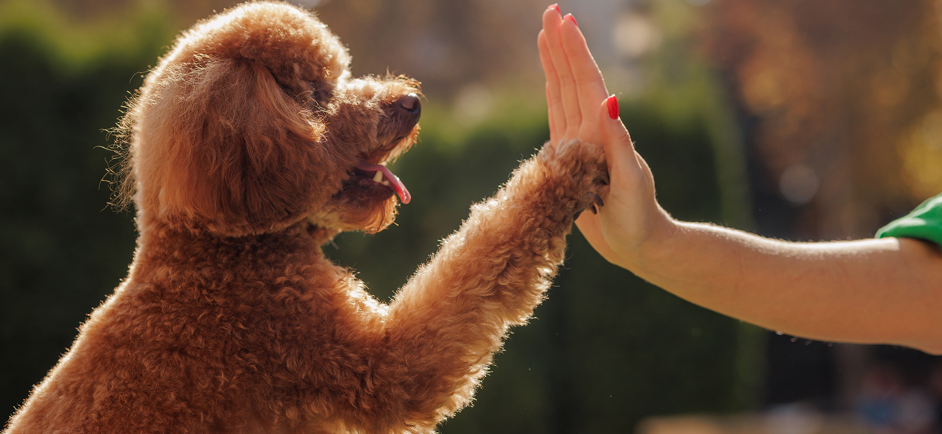 ¿Cómo saber si mi perro es feliz conmigo?