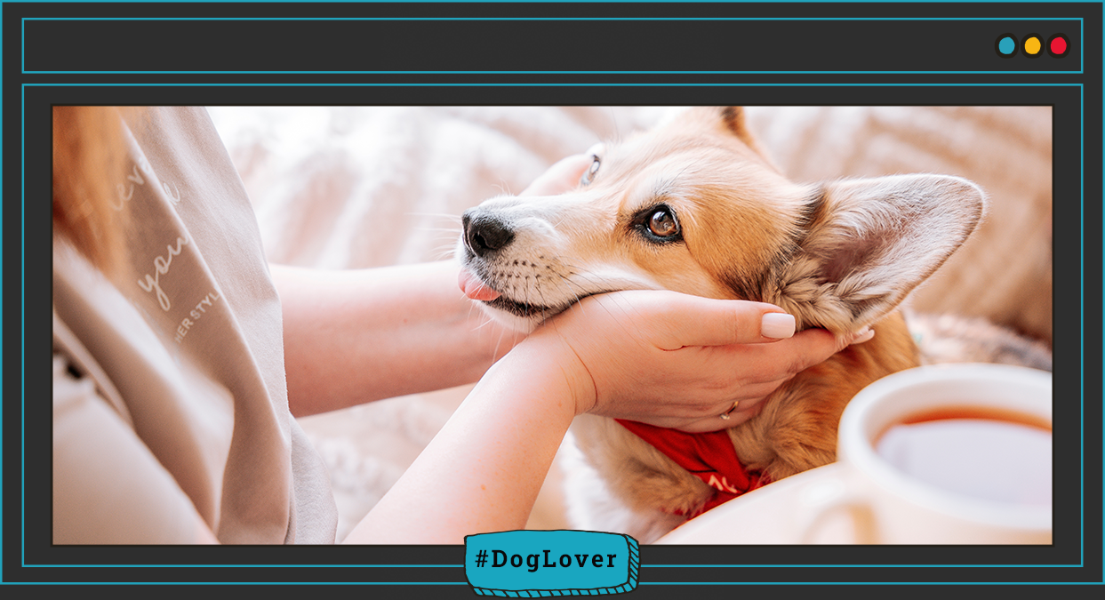  ¿Cuáles son los signos de que un perro está feliz?