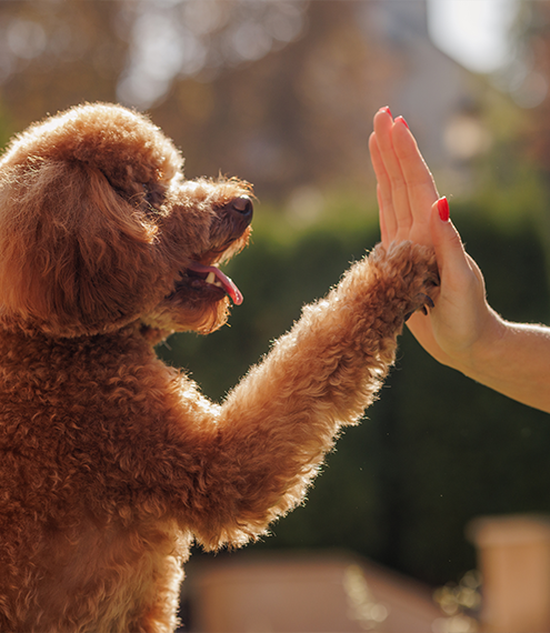 ¿Cómo saber si mi perro es feliz conmigo?