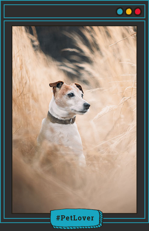 ¿cual es la edad humana de un perro de raza pequeña?