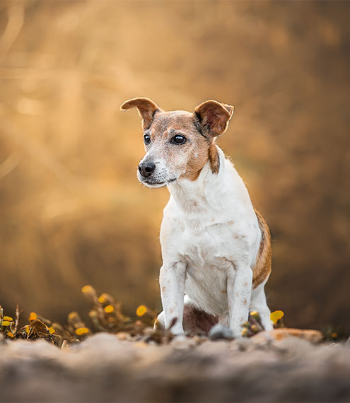años de perro a humano
