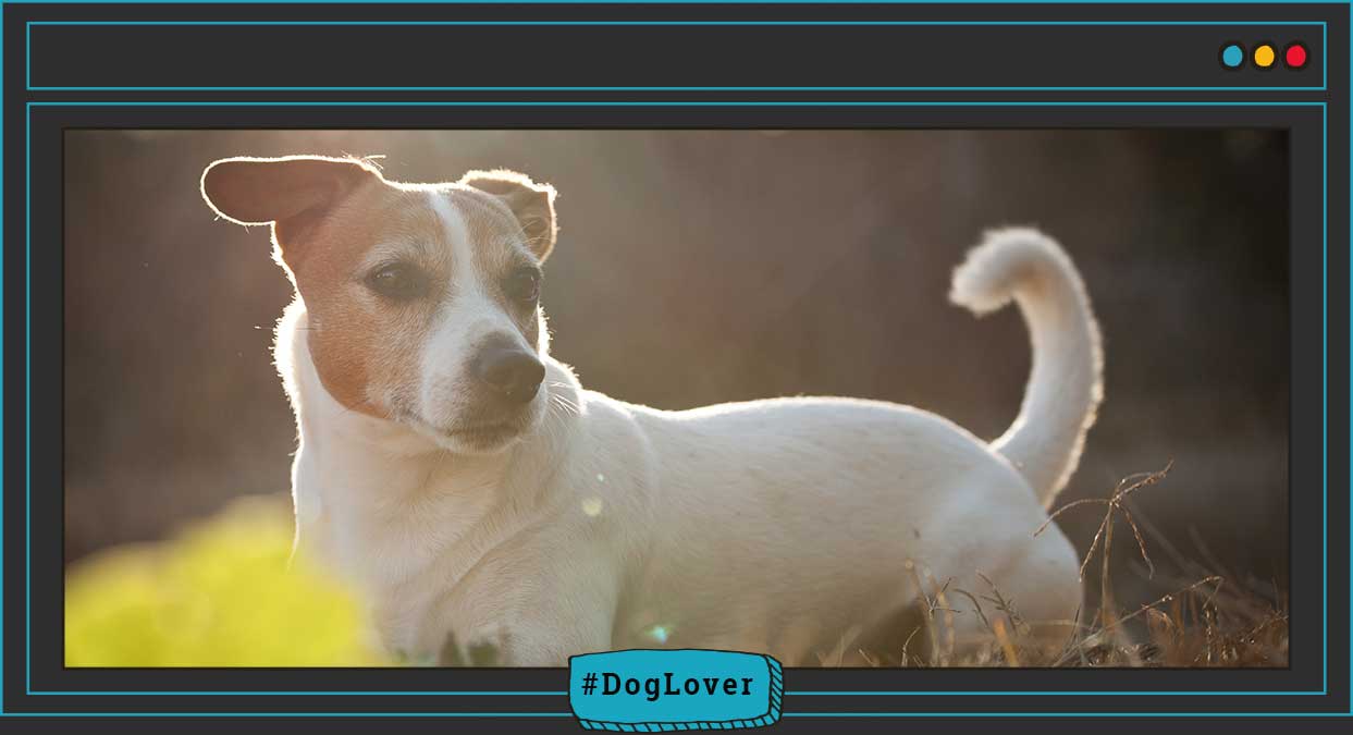  edad humana de los perros