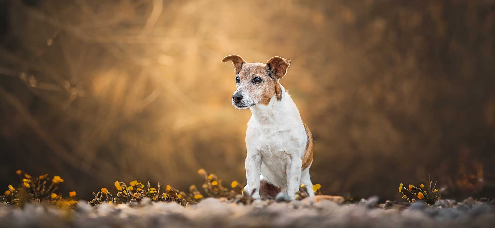 años de perro a humano