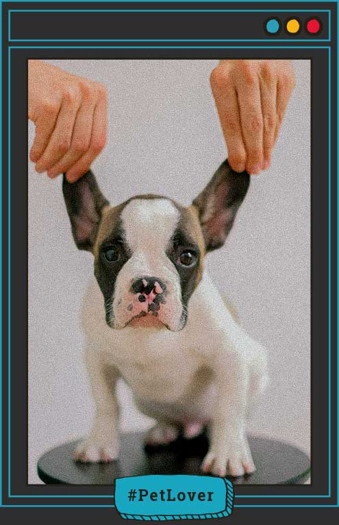 Curiosidades de orejas de perros