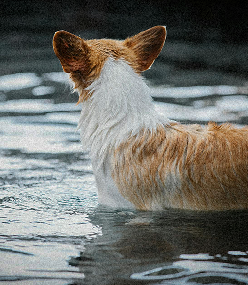 actividades acuáticas para perros