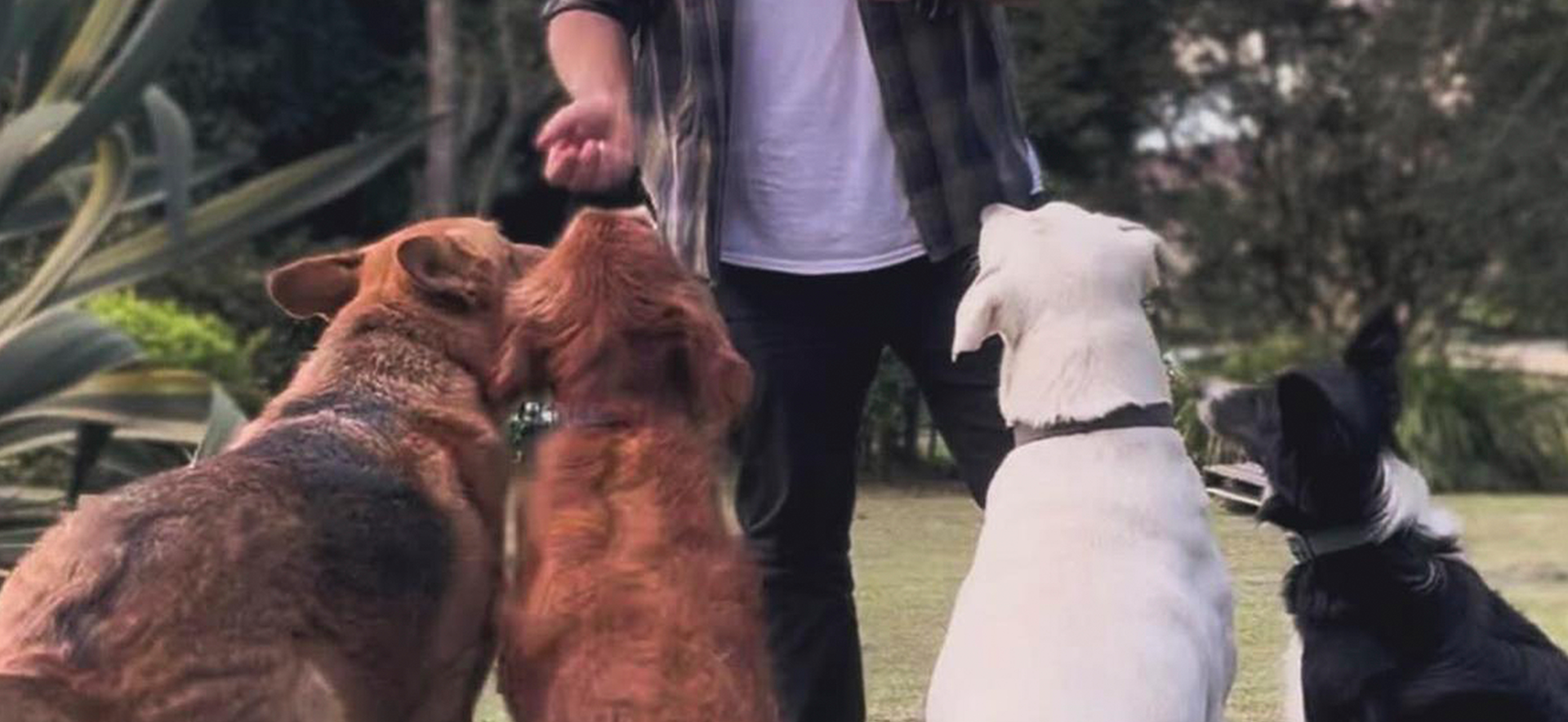 cómo celebrar el Día del Perro