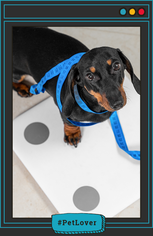 tratamiento para la diabetes en perros