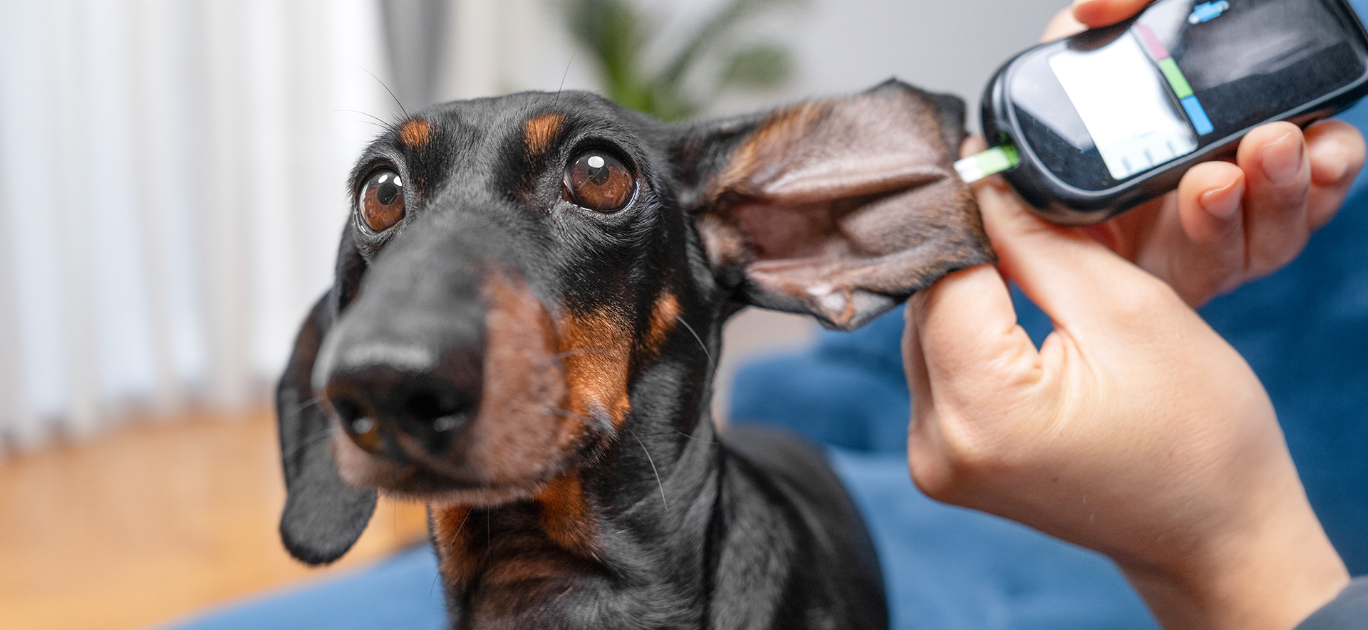 síntomas de diabetes en perros